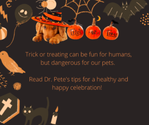 Halloween Tips for Healthy Pets